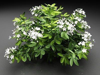 花草组合 白色香橙花 植物 花卉 灌木