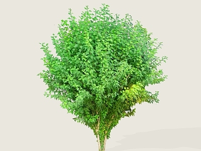 灌木 2D木槿 木棉 篱障花 朝开暮落花 荆条