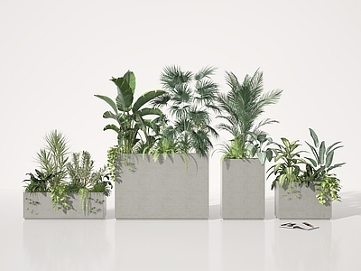 植物组合 盆栽 植物 绿植 盆景
