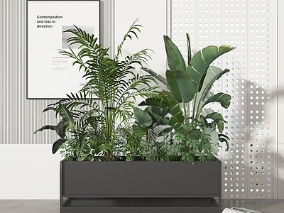 盆栽 盆栽 植物 绿植 盆景