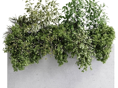盆栽 绿萝 吊钟 芦苇 混凝土箱式植物