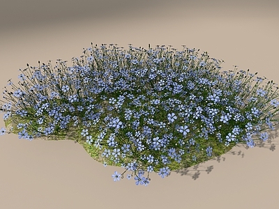 花草组合 蓝星花