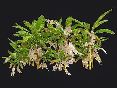 乔木 棕榈树 椰子树 热带树木