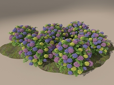 花草组合 绣球花