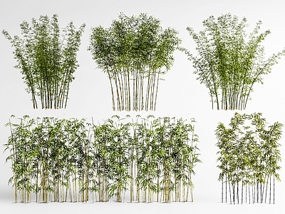 竹子 景观竹 竹子 竹林 庭院小品 园艺