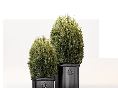 植物组合 盆栽组合 绿植组合 苔藓球 苔藓 树池植物组合