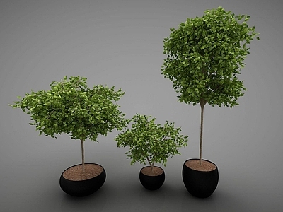 现代佛龛 现代植物盆栽