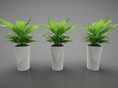 现代佛龛 现代植物盆栽