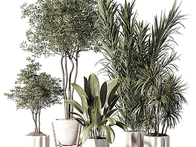 盆栽 盆栽 盆景 植物 绿植 迎客松