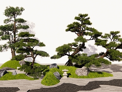 乔木 松树 造型松景观树 罗汉松 黑松 迎客松