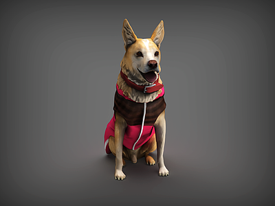 爬行类动物 狗 穿着衣服的狗 黄色狗 导盲犬