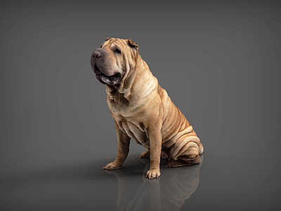 爬行类动物 狗 斗牛犬 黄色斗牛犬