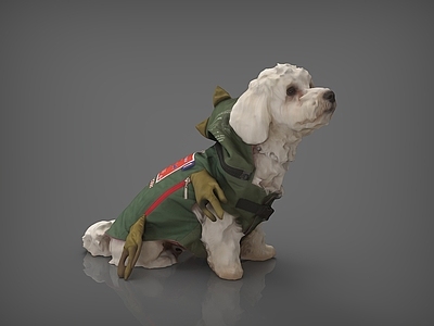 爬行类动物 狗 宠物狗 比熊犬 泰迪 穿衣服的狗狗