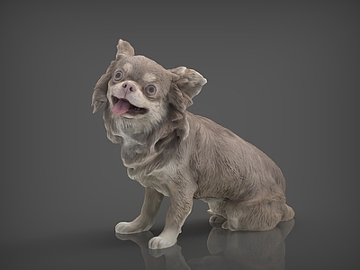 爬行类动物 狗 宠物 宠物狗 北京犬 蝴蝶犬