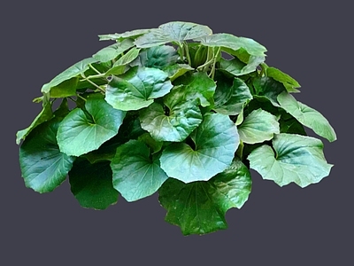 花草 2D大吴风草 多年生葶状草本 一叶莲 大马蹄香 八角乌