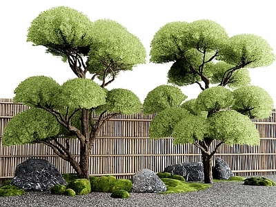 乔木 女贞树 松树 景观树 竹篱 景观石头