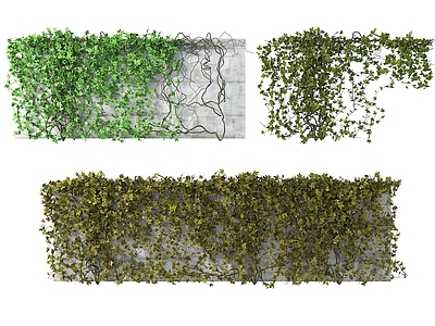 藤蔓 绿植墙 爬山虎 常春藤 垂挂植物 爬墙植物