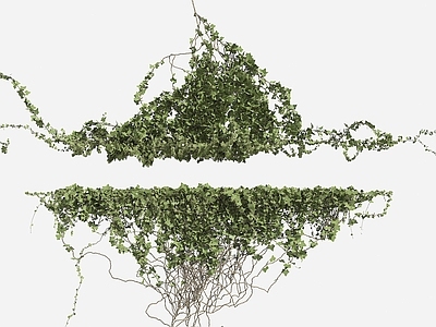 藤蔓 绿植墙 爬山虎 常春藤 垂挂植物 爬墙植物