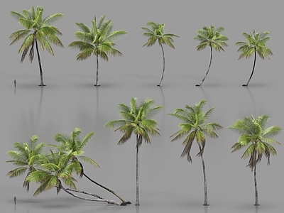 乔木 现代植物 绿色植物 热带植物 乔木