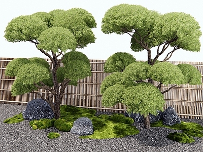 乔木 女贞树 松树 景观树 竹篱 苔藓