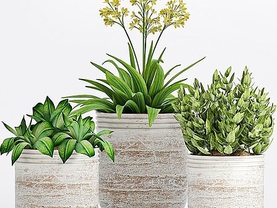 现代佛龛 植物