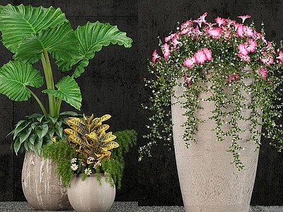 现代佛龛 植物