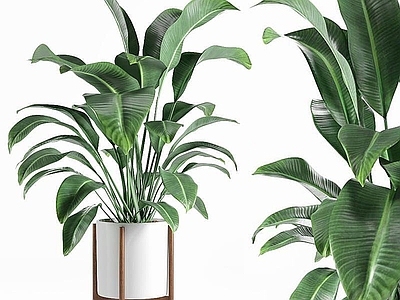 现代佛龛 植物