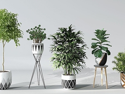 现代佛龛 植物