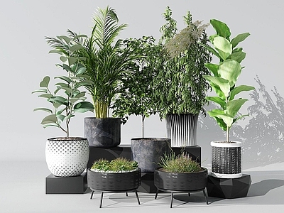 现代佛龛 植物