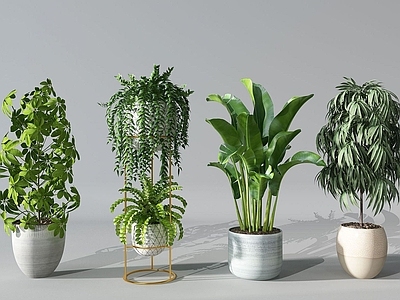 现代佛龛 植物
