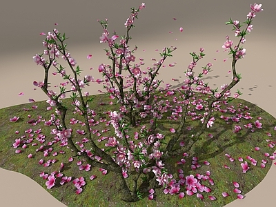 景观树 桃树 桃花