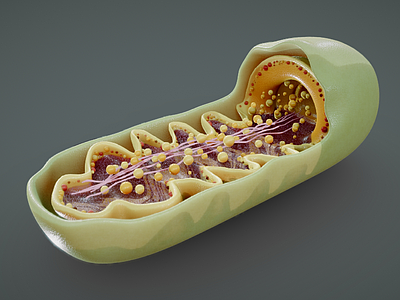 其他绿植 线粒体横截面解剖 线粒体 植物细胞 细胞器 生物