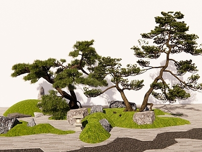 乔木 松树 造型景观树 罗汉松 黑松 松树组合
