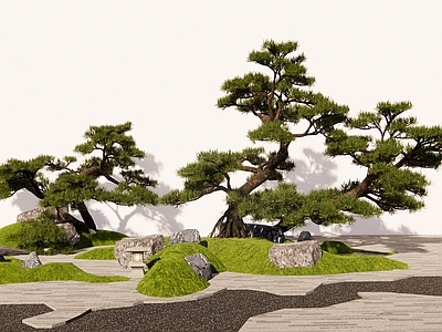 乔木 造型松树 松树 罗汉松 黑松 松柏树