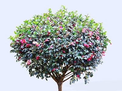 灌木 2D茶梅 山茶花灌木 常用花灌木