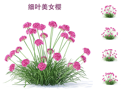 花草 美女樱 花境 花坛花草 地被植物 芝樱