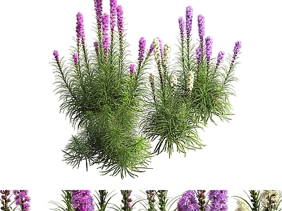 花草组合 户外花草 鲜花 花坛绿植 花箱绿植 绿植堆