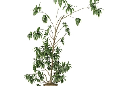 盆栽 盆栽 盆景 绿植
