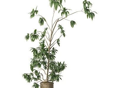 盆栽 绿植盆栽 户外绿植 落地 装饰绿植 阳台绿植