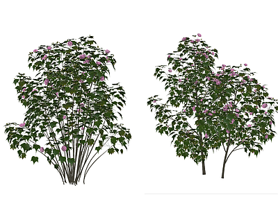 灌木 灌木 花灌 芙蓉 木芙蓉