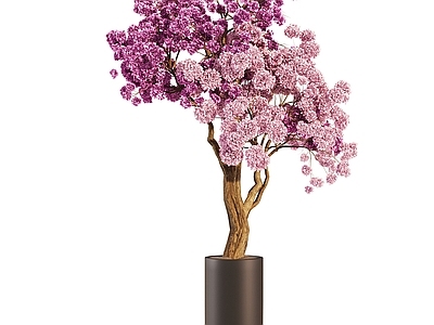 盆栽 天堂鸟 吊钟 樱花 桃花