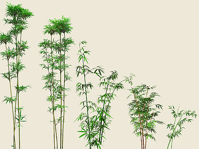 竹子 2D青竹 翠竹 湘妃竹 庭院竹 罗汉竹