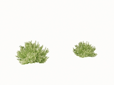灌木 现代灌木