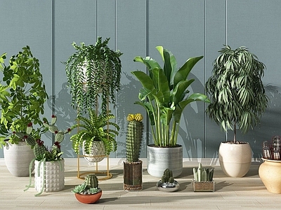 现代佛龛 植物