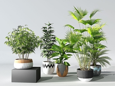 现代佛龛 植物