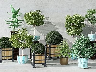现代佛龛 植物