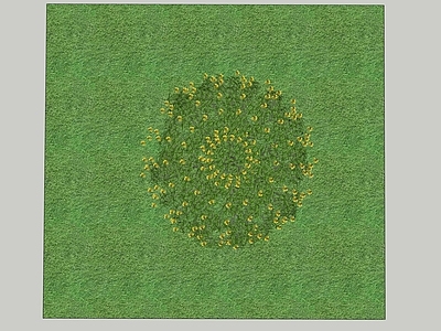 灌木 丛生桂花