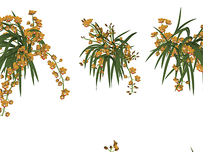 花草 花境 盆栽花草 兰科 惠兰