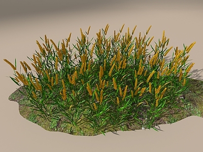 花草组合 麦子