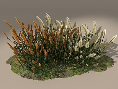 花草组合 芦苇